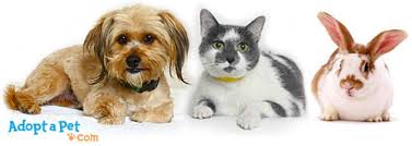 Последние твиты от save a pet rescue (@saveapetrescue). Adopt A Pet Com Blog How Does It Work To Adopt A Pet Adopt A Pet Com Blog