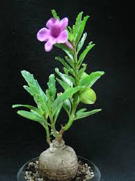 Image result for Pterodiscus elliottii