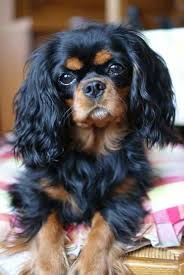 Black And Tan Cavalier With White Black And Tan Cavalier Cavalier King Charles Dog King Charles Cavalier Spaniel Puppy King Charles Dog