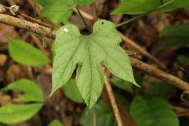 Image result for Dioscoreophyllum