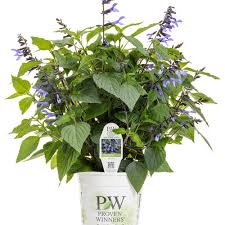 Even though a few provinces here in canada are slowly reopening their economies, the. Gardening Trends New Plants 2020