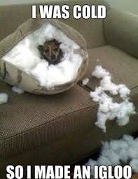 Do You Think This Is What Dogs Are Attempting When They Dig At The Couch Pillows Before They Lay Down Funny Dog Pictures Funny Animal Pictures Funny Animals