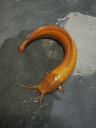 Ingin mencari cara memasak ikan lele yang berbeda. Gambar Ikan Lele Albino Informasi Harga Ikan Lele Desember 2020 Jevt Online