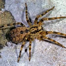 Image result for spinne biss haut reaktion