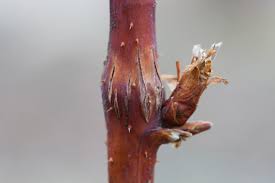 Image result for rez rzivost ostru%u017Einy