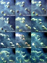 Amazing Photos Of Axolotl Egg Development From Cell Division To Little Gills And Legs Axolotl Axolotl Care Axolotl Tank
