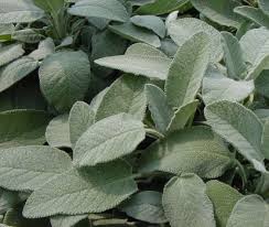 Salvia Officinalis Latifolia Foglia Larga Foglie Erbe Piante