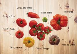 Tomates Tout Savoir Sur Les Differentes Varietes
