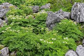 Image result for Apiaceae