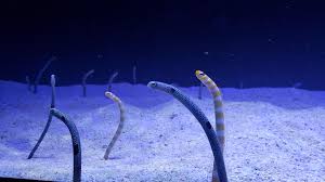Monster hunter world | malaysia hhaiqal 3 зрителя. Got To See A Tank Full Of Wigglers In The Flesh Garden Eels At Underwater World Langkawi Malaysia Monsterhunterworld