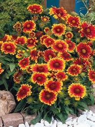 Pin On Flowers