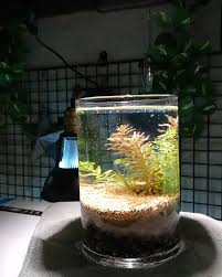 45 Nano Planted Tank Design Inspirations To Displayed At The Office Rooms And Living Room That Will Eliminate Your High Stress45 Nano Planted Tank Design Insp Video Video 2020 Akvaryumlar Akvaryum