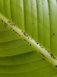 Bananas (musa spp.) come in a range of sizes and colors, many small enough to make excellent houseplants, often reaching no more than 6 feet tall. What Are These Pests On My Banana Plant And How Do I Naturally Treat Them Houseplants