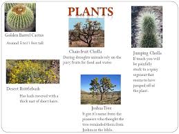 As the rains in the places where cacti usually grow are very. Paige Julia Stephanie And Grace Golden Barrel Cactus Desert Brittlebush Chain Fruit Cholla Joshua Tree Jumping Cholla Has Leafs Covered With A Thick Ppt Download