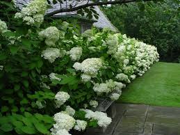Haie Fleurie Et Persistante Quels Arbustes Pour Haies Choisir Arbuste Haie Arbuste Jardins