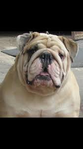 For those wanting the very. Bangalore Bulldog Club Posts Facebook