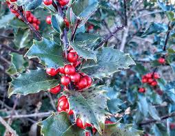 I have a hedge of ilex blue holly which is about 2 years old, a lot of the stems are turning yellow and the leaves are changing colour. Hd Holly Leaves Wallpapers Peakpx
