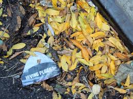 La niña Teresa Carreño y su debut en Nueva York