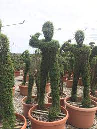 One of the most spectacular topiary choices for a small gardens or indeed any when it comes to finding trees which will give structure to your small space, the real problem is deciding between the many possible choices! Golfer Topiary Tree Ligustrum Jonandrum Topiary Buy Uk