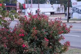 It's in a newly built flower bed. Rose Rosette Disease Identification And Management