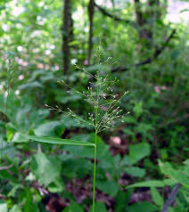 Image result for Dichaetanthera corymbosa