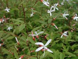 Aloysia triphylla high resolution stock photography and images. Gillenia Trifoliata Woottens Plants