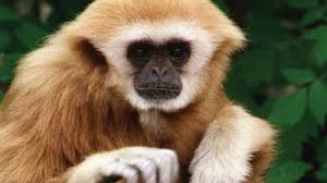 Image result for Brachyachne simonsii