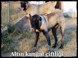 Kara Suratli Kangallar Kangal Galeri
