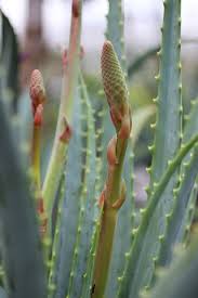 Image result for Aloe arborescens