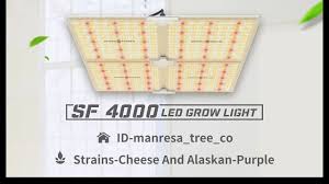 (32 x 50)w = 1600 w. Grow Journal Spider Farmer Sf4000 Led Grow Light In 4x4 Grow Tent Youtube