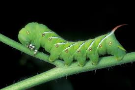 Throughout a large tomato field in a few days' time, killing the vines and rotting all green and ripe fruit. Shining Light On The Tomato Hornworm The Washington Post