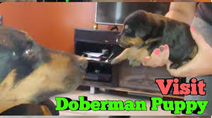 Check spelling or type a new query. Doberman Pinscher Puppies For Adoption Visiting The Litter Of Baby Dobies Youtube