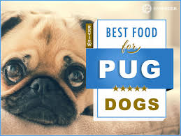 To make your life easier, we've rounded up a collection of some of the best dog foods to serve your precious pug. 7 Best Foods To Feed Your Adult And Puppy Pug In 2021