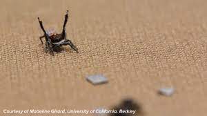Peacock spider dances to ymca. Dance Spider Gif By Science Friday Find Share On Giphy