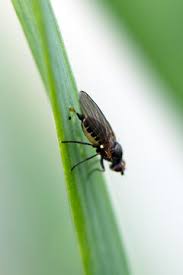 Image result for phytomyza gymnostoma