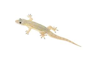 If you've done any research at all on getting rid of lizards, you have the problem is there's a billion and a half different pests out there that lizards eat. How To Get Rid Of Lizards Without Killing Them Plus Beneficial Facts Pest Wiki
