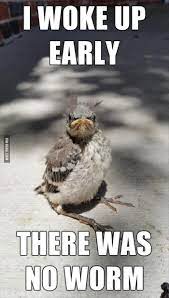 Top 30 Funny Good Morning Quotes Funny Pictures Bones Funny Funny Animals