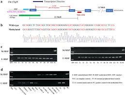 Check spelling or type a new query. Mir 1250 5p Is A Novel Tumor Suppressive Intronic Mirna Hypermethylated In Non Hodgkin S Lymphoma Novel Targets With Impact On Erk Signaling And Cell Migration Cell Communication And Signaling Full Text