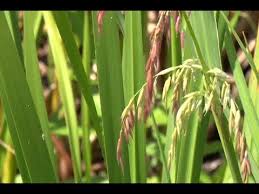 Grain is 3/8 of an inch long — shorter than our canadian organic wild rice. Minnesota Wild Rice Expected To Have A Good Harvest Youtube