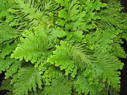 Image result for Selaginella auquieri