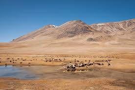 WEBINAR: A disconnect between rhetoric and action: restoring drylands for  adaptation and mitigation