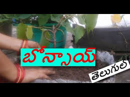 3.enjoy high similarity as the real tree,and do not watering and care. Bonsai In Telugu Youtube