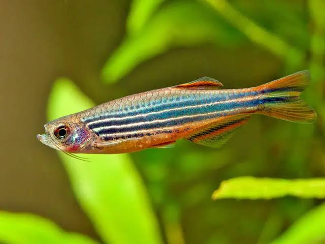 Brachydanio kyathit – Orange-Finned 'Danio' (Danio kyathit) — Seriously Fish