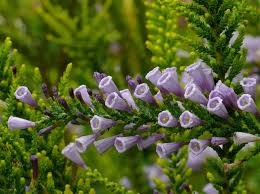 Image result for Fabiana imbricata