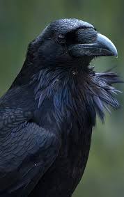 Black Birds You Can Have As Pets 17 Fascinating Raven Pictures Raven Pictures Crow Black Bird