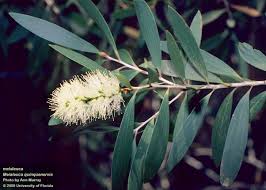 Image result for Melaleuca quinquenervia