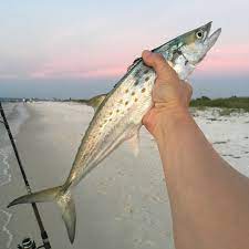 (the fish must be caught on a line. How To Catch Spanish Mackerel From Shore The Angler Within Beach Pier Jetty Bay Bridge