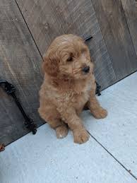 Family doodle has both f1 and f1b goldendoodle puppies for sale. Goldendoodle Puppies For Sale Traverse City Mi 312171