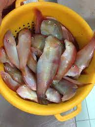 I canestrelli o pettini di mare sono conchiglie a forma di ventaglio di ogni dimensioni o colore, molto diffusi nell'adriatico e nel mediterraneo, parlando dell'italia, che vengono pescati con le reti a strascico. Pettini Di Mare In Pizzitano I Surici Bild Von La Ruota Pizzo Tripadvisor