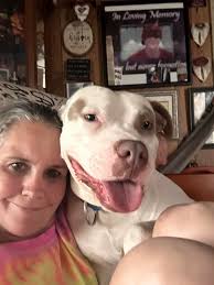 There is a tan pit bull standing